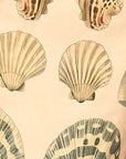 Close up of shell print