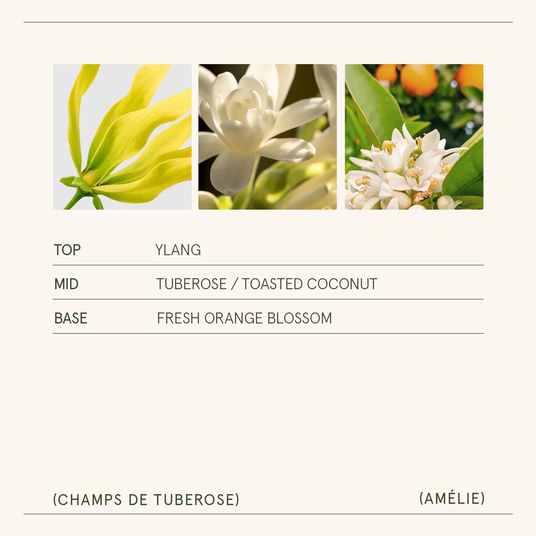 Three floral images with labels for top, middle, and base notes of a fragrance.