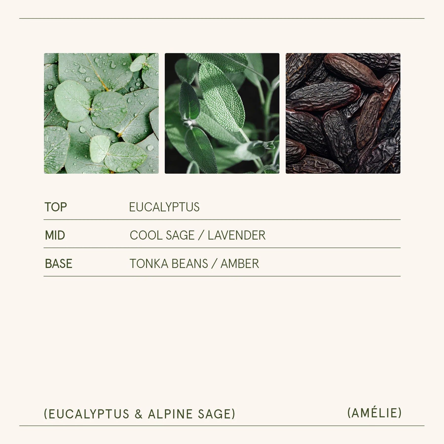 Three images of different herbs with a label detailing their fragrance profile on a light gray background.