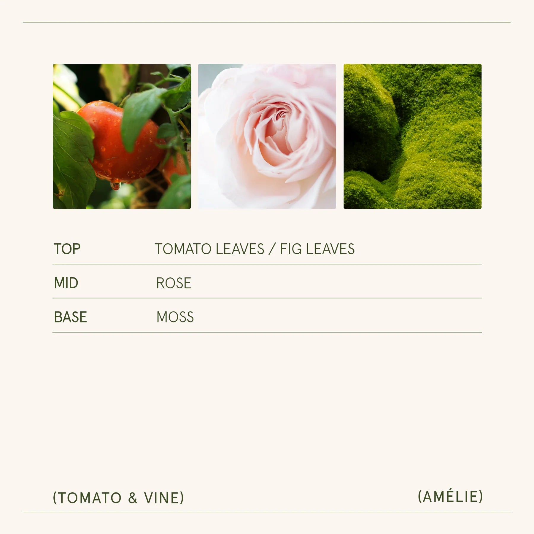 Three nature-themed images labeled 'Tomato Leaves / Fig Leaves', 'Rose', and 'Moss' with a color swatch for 'Amélie'.